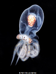 Larval Wonderpus Octopus. by Penn De Los Santos 